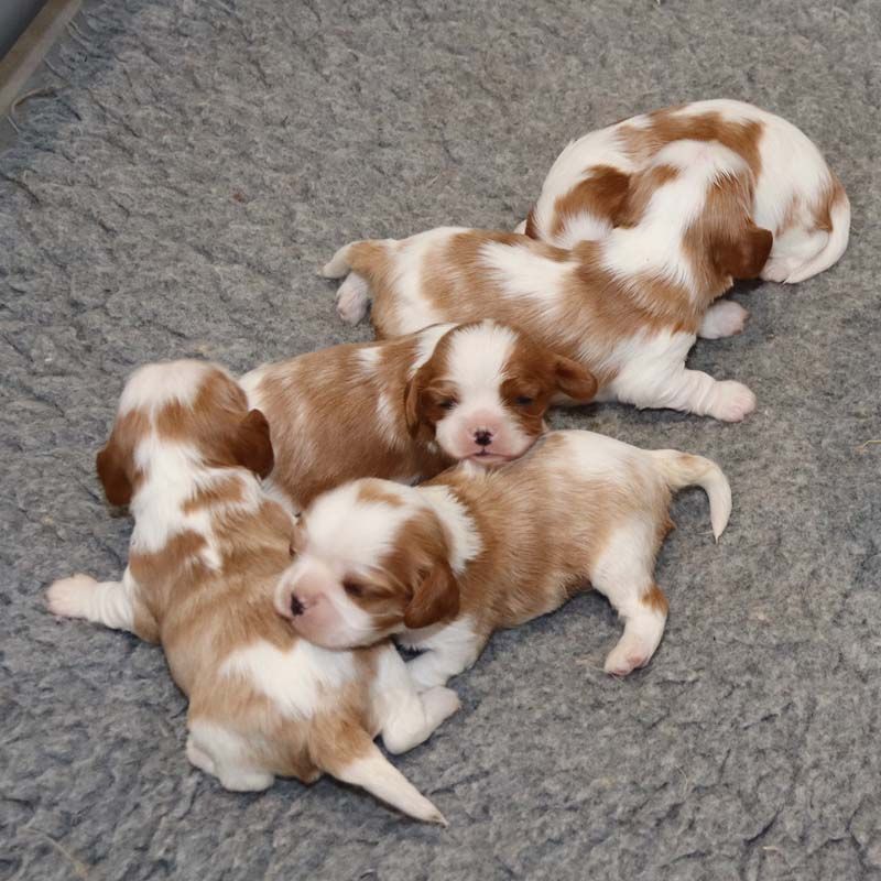 chiot Cavalier King Charles Spaniel Des Bergers De La Tribu De Dana