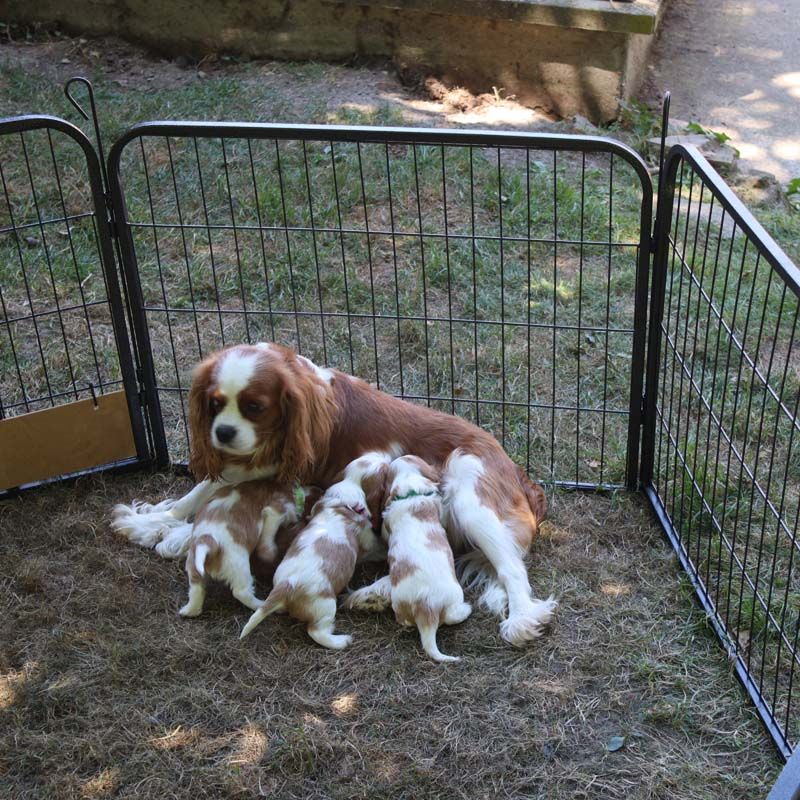 chiot Cavalier King Charles Spaniel Des Bergers De La Tribu De Dana