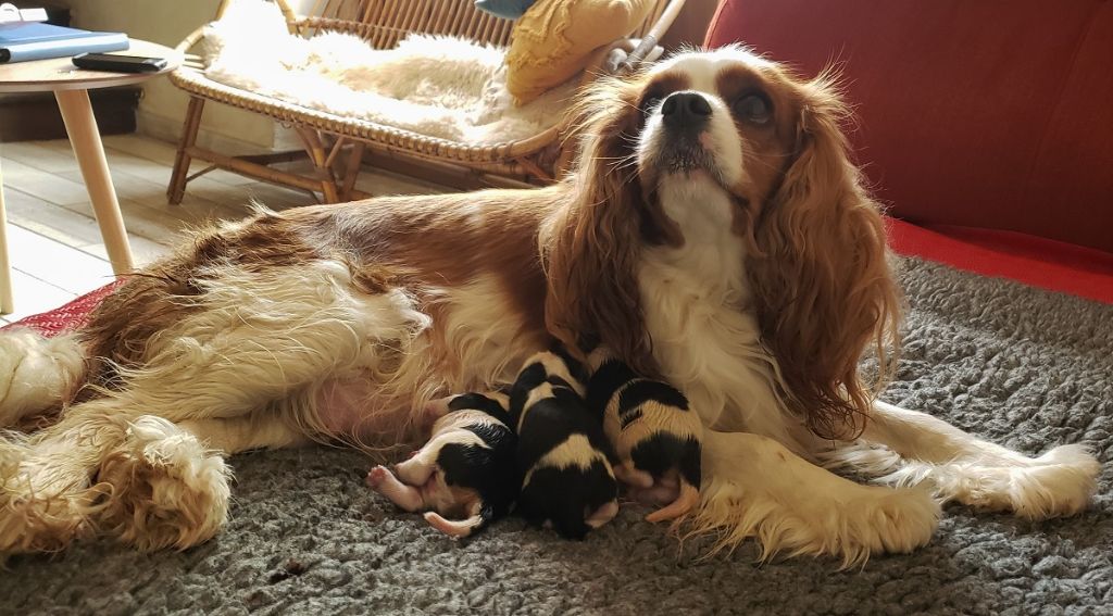 chiot Cavalier King Charles Spaniel Des Bergers De La Tribu De Dana