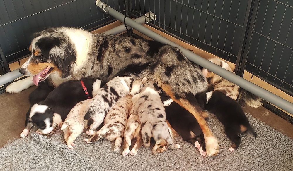 chiot Berger Australien Des Bergers De La Tribu De Dana