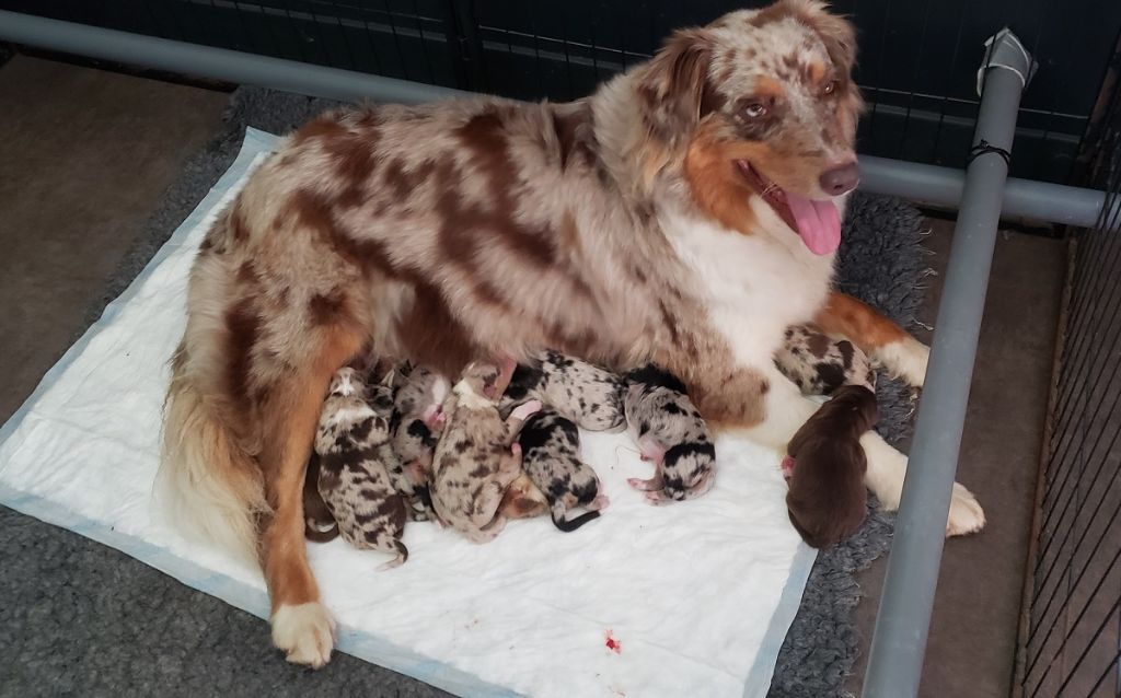 chiot Berger Australien Des Bergers De La Tribu De Dana