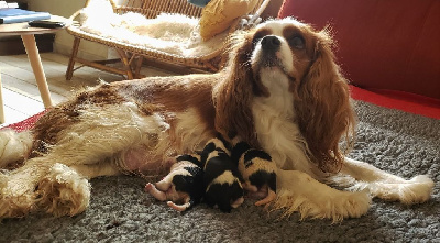 Des Bergers De La Tribu De Dana - Cavalier King Charles Spaniel - Portée née le 20/05/2023