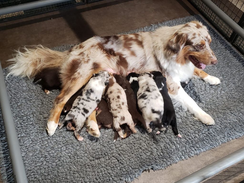 chiot Berger Australien Des Bergers De La Tribu De Dana