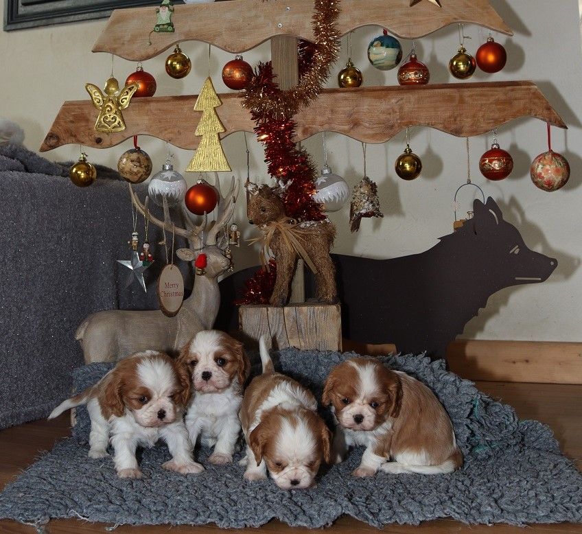 chiot Cavalier King Charles Spaniel Des Bergers De La Tribu De Dana