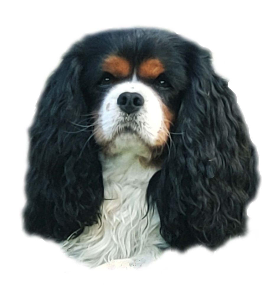 Popeye des Cavaliers De Saint Clou