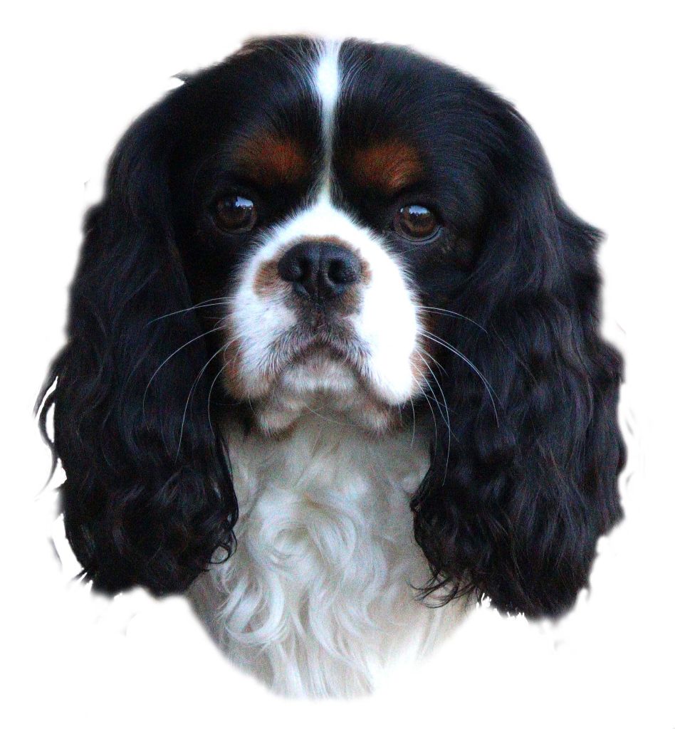 U' king charles iv Du Mas De Dixie
