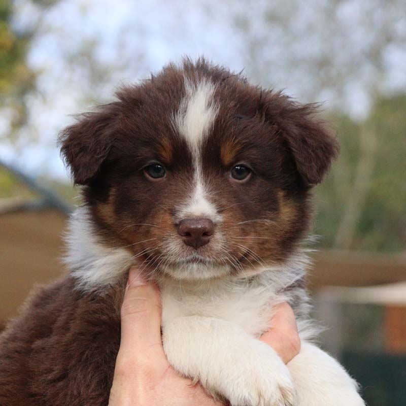 Des Bergers De La Tribu De Dana - Chiots disponibles - Berger Australien