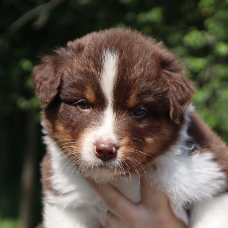Des Bergers De La Tribu De Dana - Chiots disponibles - Berger Australien
