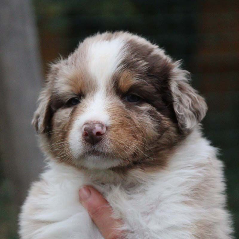 Des Bergers De La Tribu De Dana - Chiots disponibles - Berger Australien