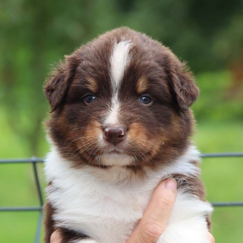Des Bergers De La Tribu De Dana - Chiots disponibles - Berger Australien