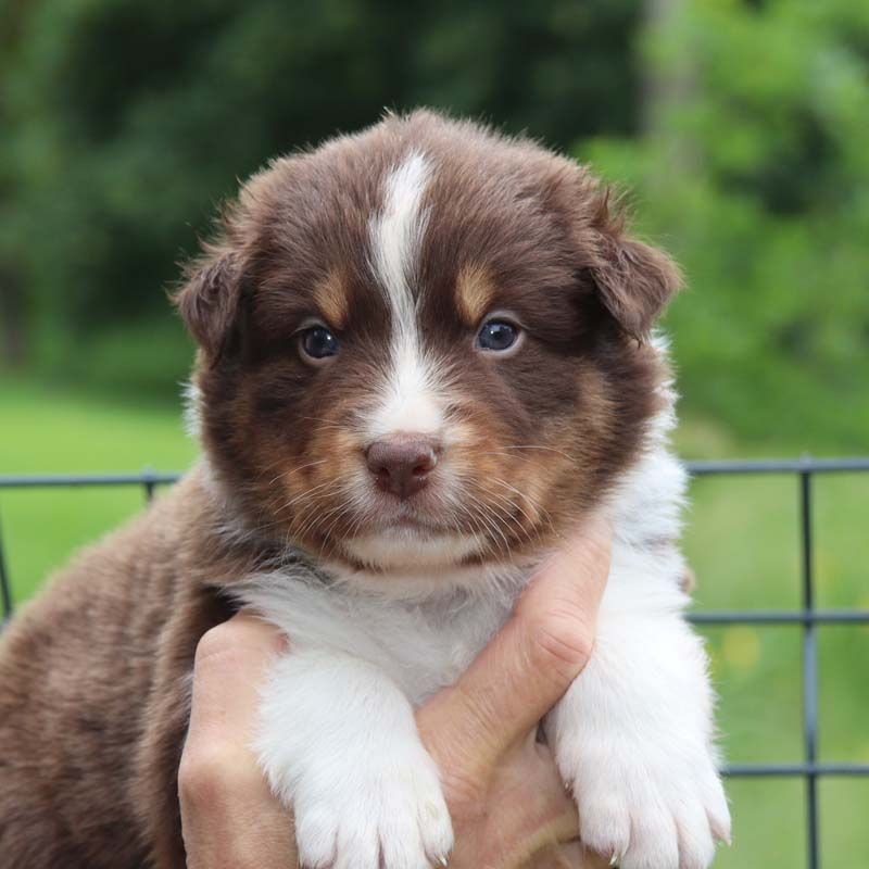 Des Bergers De La Tribu De Dana - Chiots disponibles - Berger Australien