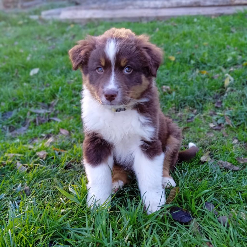Des Bergers De La Tribu De Dana - Chiots disponibles - Berger Australien
