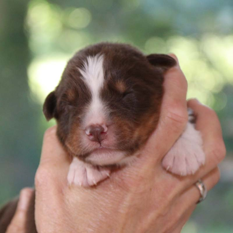 Des Bergers De La Tribu De Dana - Chiots disponibles - Berger Australien