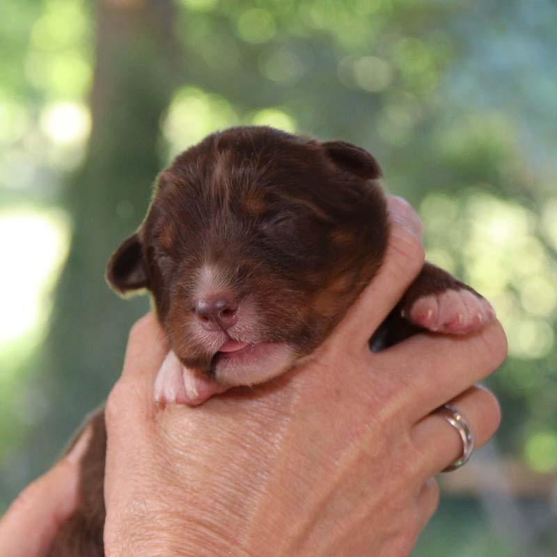 Des Bergers De La Tribu De Dana - Chiots disponibles - Berger Australien