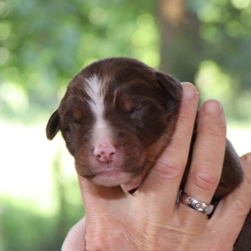 Des Bergers De La Tribu De Dana - Chiots disponibles - Berger Australien