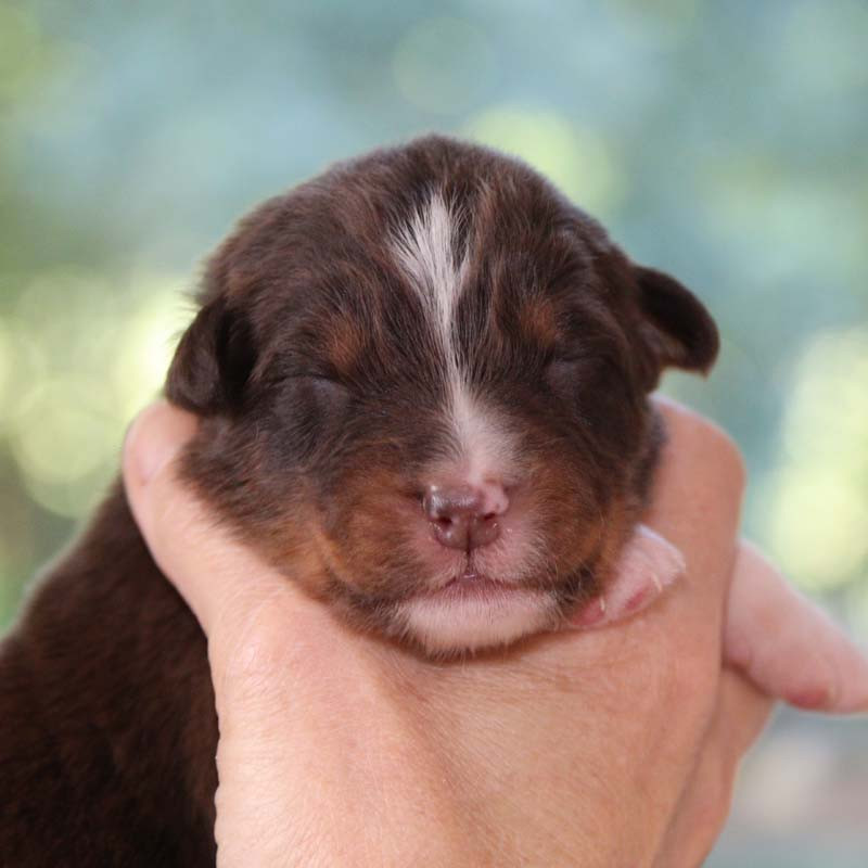 Des Bergers De La Tribu De Dana - Chiots disponibles - Berger Australien