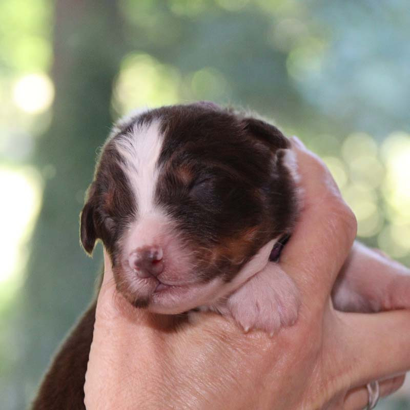 Des Bergers De La Tribu De Dana - Chiots disponibles - Berger Australien