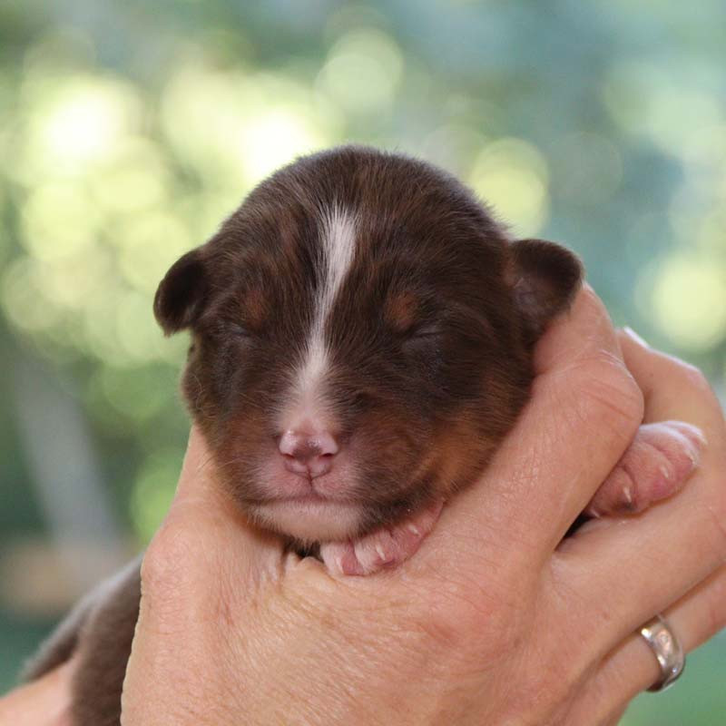 Des Bergers De La Tribu De Dana - Chiots disponibles - Berger Australien