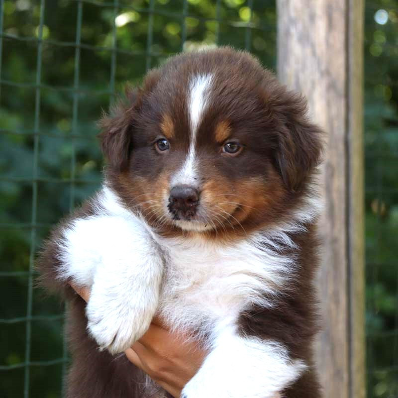 Des Bergers De La Tribu De Dana - Chiots disponibles - Berger Australien