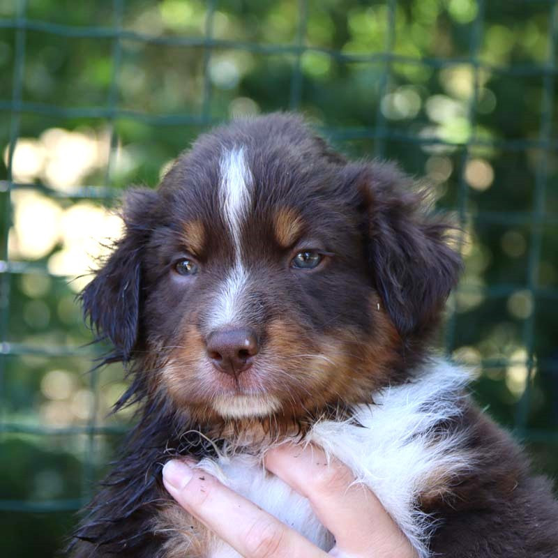 Des Bergers De La Tribu De Dana - Chiots disponibles - Berger Australien
