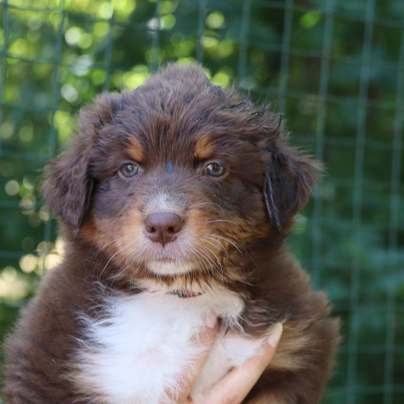 Des Bergers De La Tribu De Dana - Chiots disponibles - Berger Australien