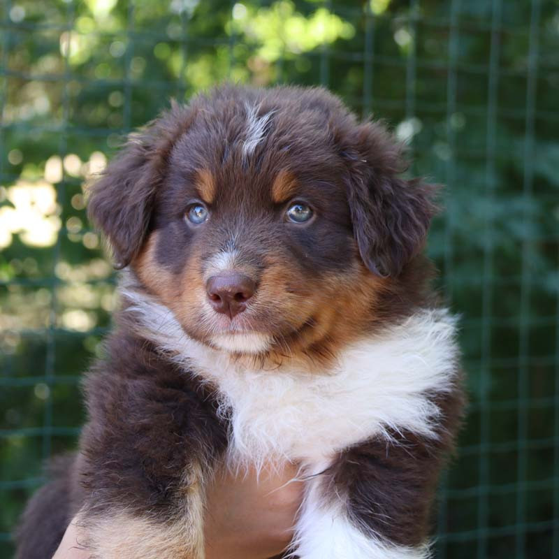 Des Bergers De La Tribu De Dana - Chiots disponibles - Berger Australien
