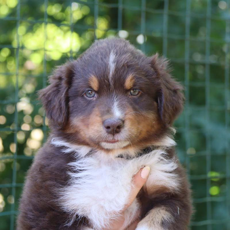 Des Bergers De La Tribu De Dana - Chiots disponibles - Berger Australien