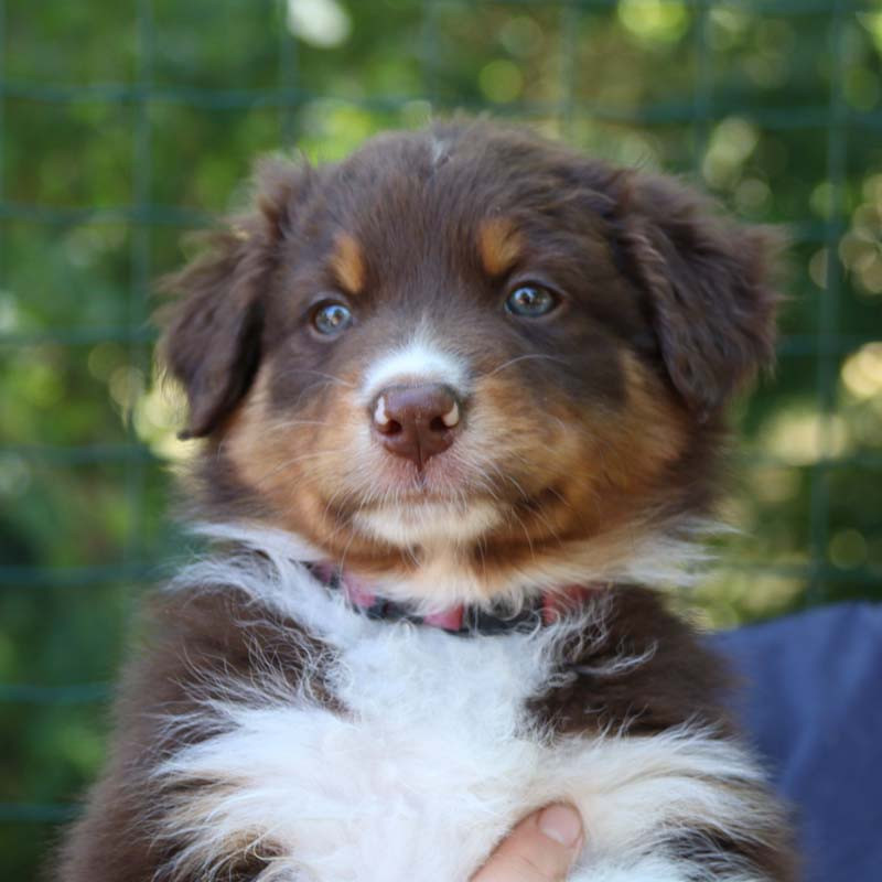 Des Bergers De La Tribu De Dana - Chiots disponibles - Berger Australien