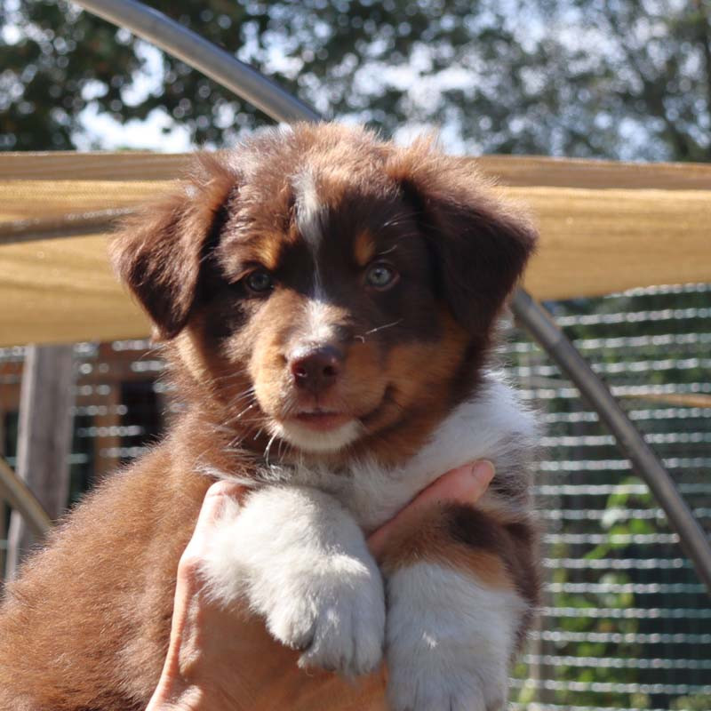 Des Bergers De La Tribu De Dana - Chiots disponibles - Berger Australien