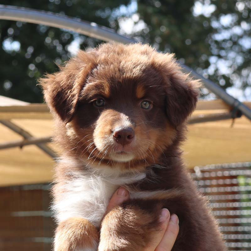 Des Bergers De La Tribu De Dana - Chiots disponibles - Berger Australien