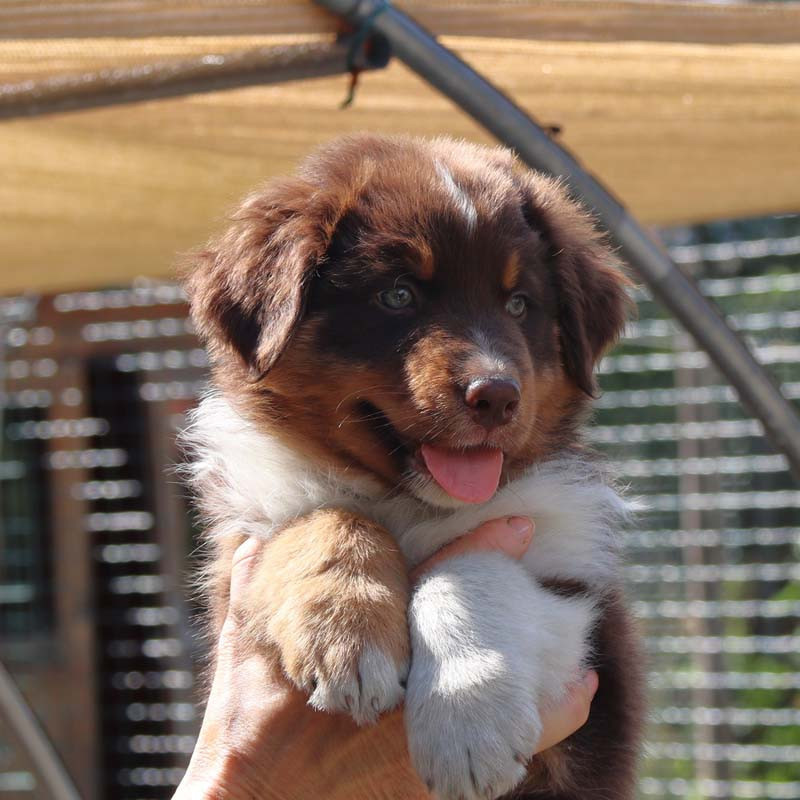 Des Bergers De La Tribu De Dana - Chiots disponibles - Berger Australien
