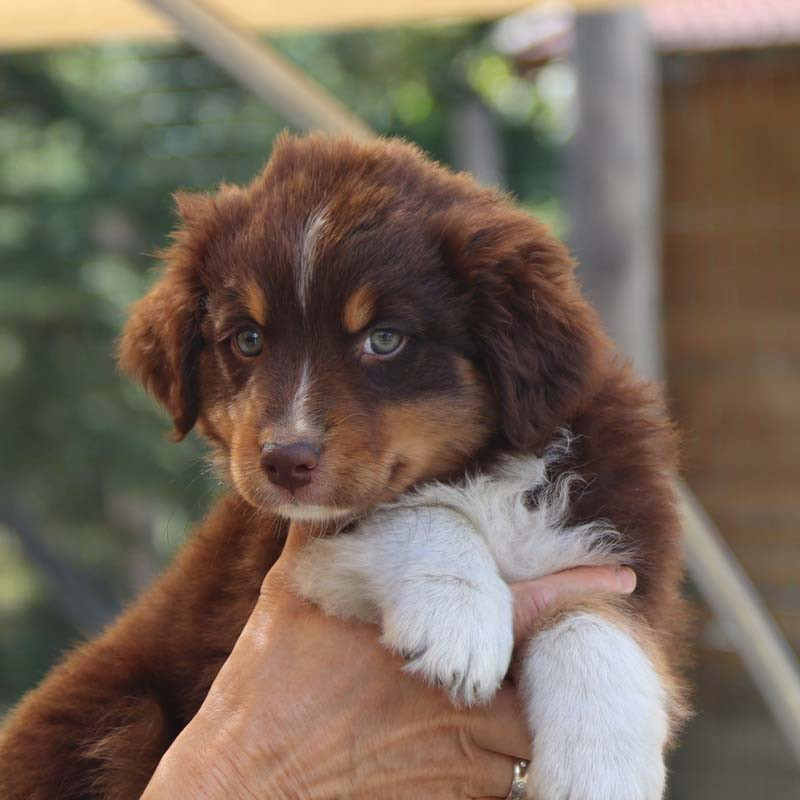 Des Bergers De La Tribu De Dana - Chiots disponibles - Berger Australien