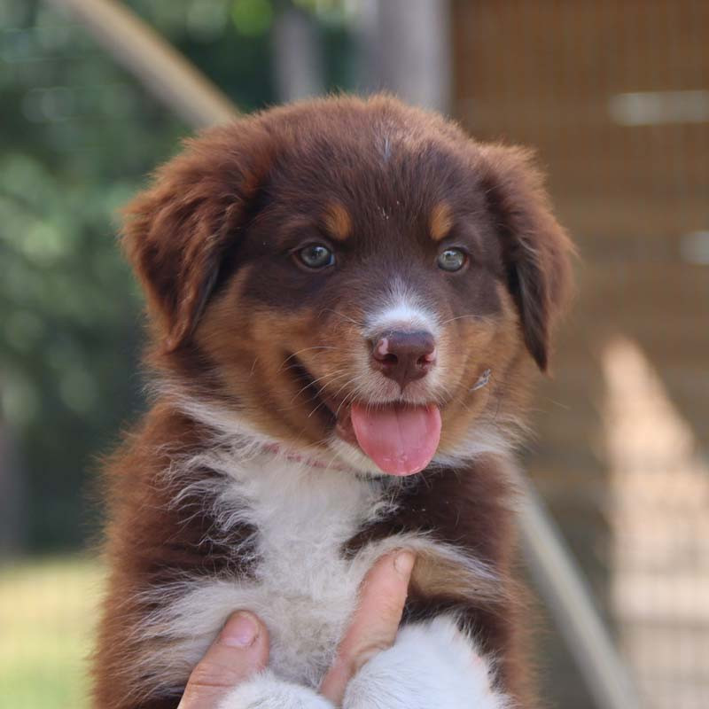 Des Bergers De La Tribu De Dana - Chiots disponibles - Berger Australien