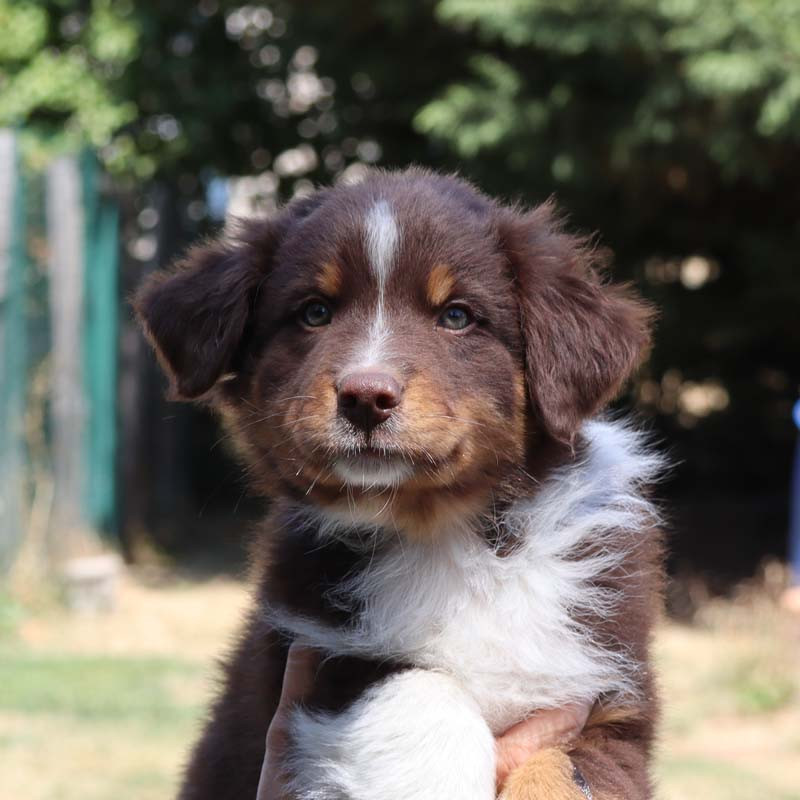 Des Bergers De La Tribu De Dana - Chiots disponibles - Berger Australien