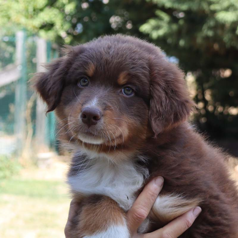 Des Bergers De La Tribu De Dana - Chiots disponibles - Berger Australien