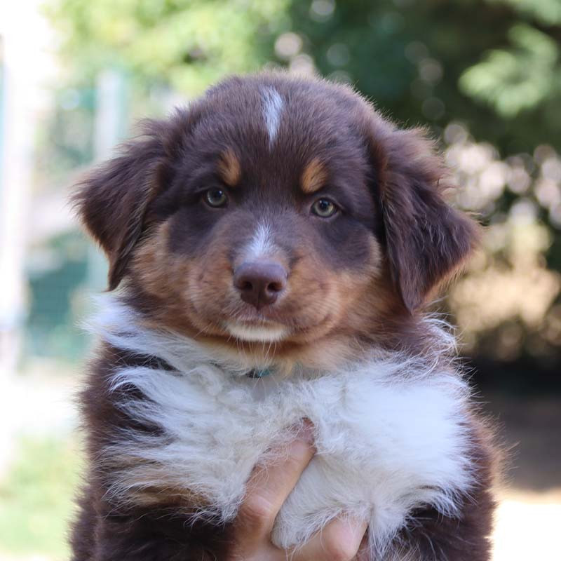 Des Bergers De La Tribu De Dana - Chiots disponibles - Berger Australien