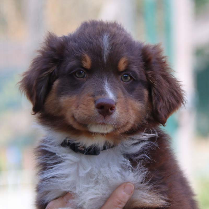 Des Bergers De La Tribu De Dana - Chiots disponibles - Berger Australien