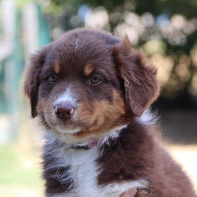 Des Bergers De La Tribu De Dana - Chiots disponibles - Berger Australien