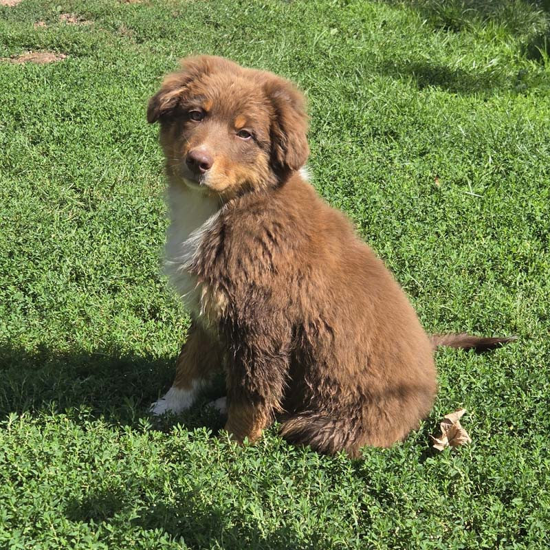 Des Bergers De La Tribu De Dana - Chiots disponibles - Berger Australien