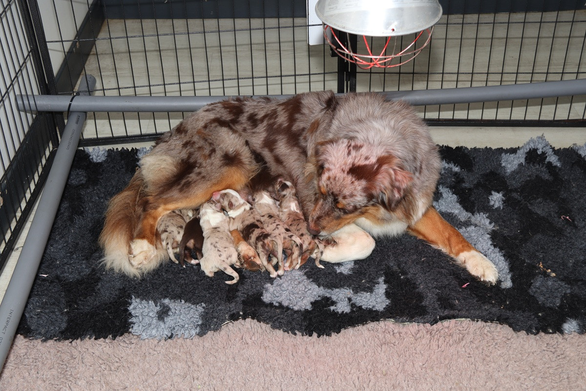 Des Bergers De La Tribu De Dana - Chiots disponibles - Berger Australien