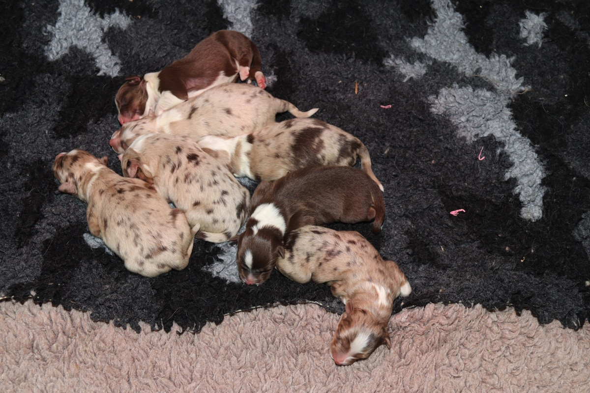 Des Bergers De La Tribu De Dana - Chiots disponibles - Berger Australien
