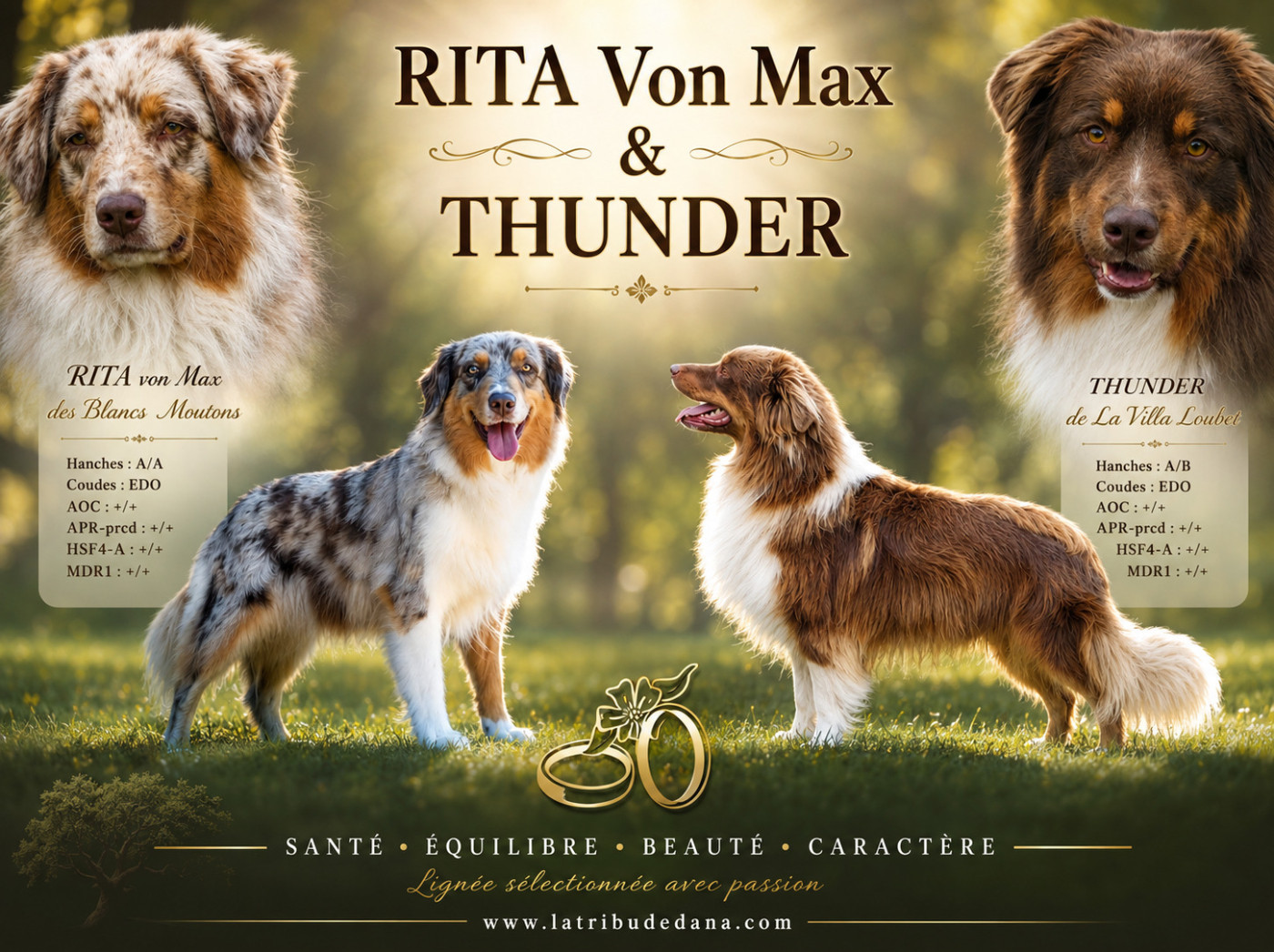 Des Bergers De La Tribu De Dana - Chiots disponibles - Berger Australien