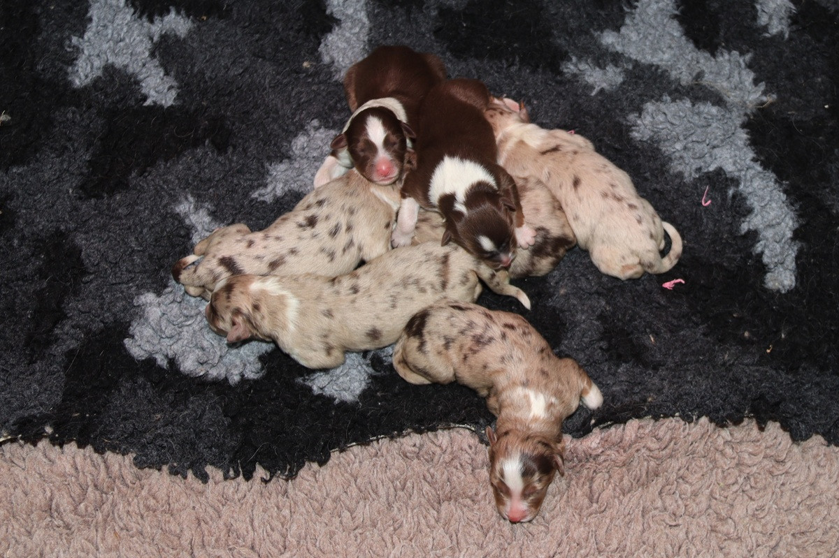Des Bergers De La Tribu De Dana - Chiots disponibles - Berger Australien