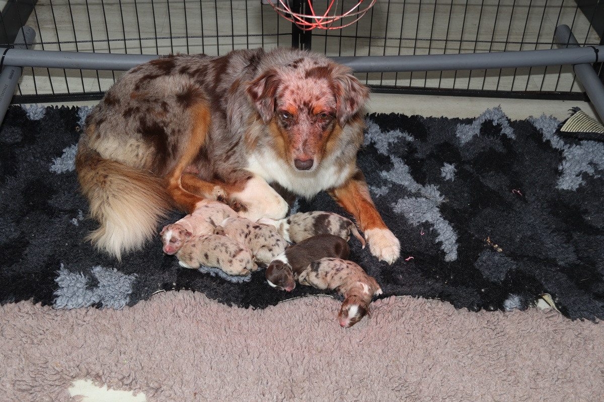 Des Bergers De La Tribu De Dana - Chiots disponibles - Berger Australien