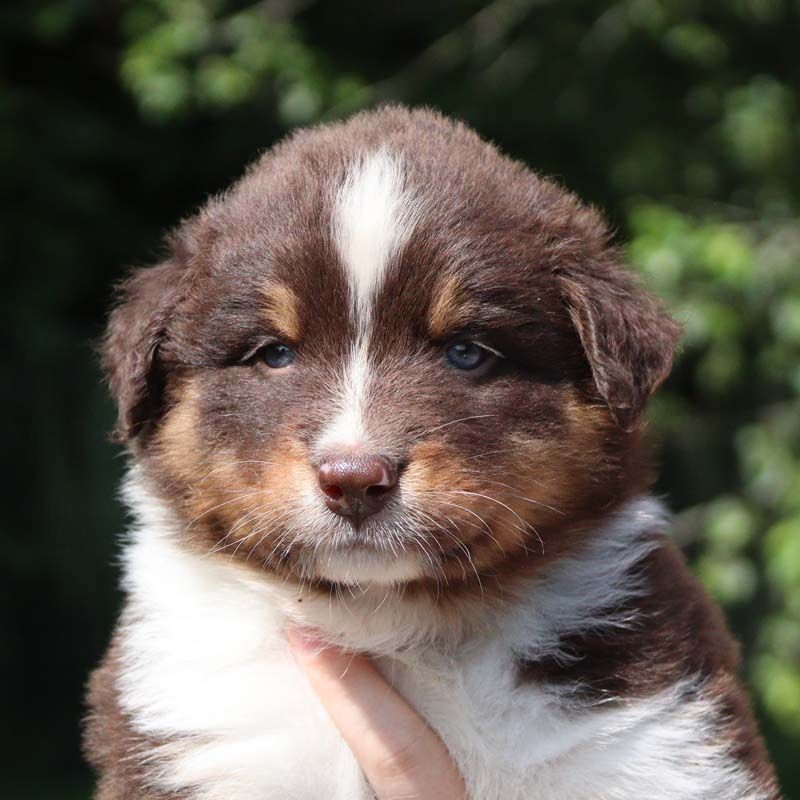Des Bergers De La Tribu De Dana - Chiots disponibles - Berger Australien