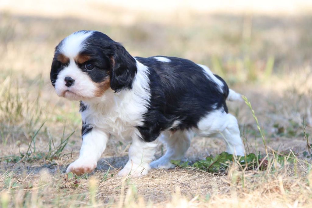 Des Bergers De La Tribu De Dana - Cavalier King Charles Spaniel - Portée née le 15/07/2025