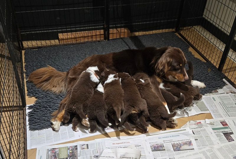 Chiot Berger Australien Des Bergers De La Tribu De Dana