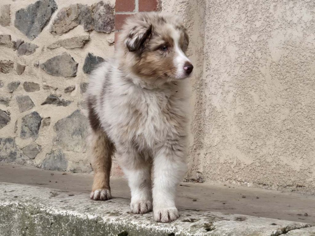 Des Bergers De La Tribu De Dana - Chiots disponibles - Berger Australien