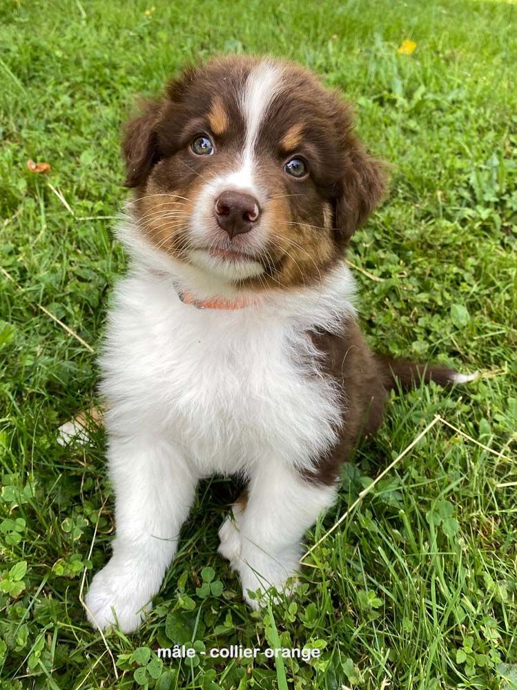 Des Bergers De La Tribu De Dana - Chiots disponibles - Berger Australien