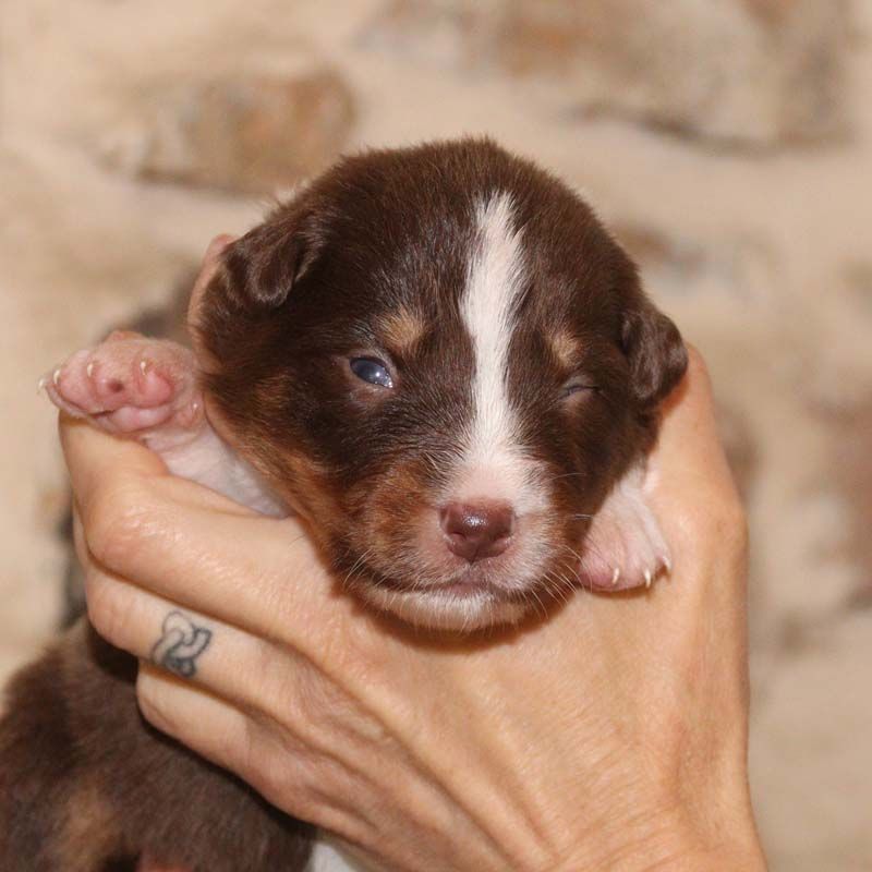 Des Bergers De La Tribu De Dana - Chiots disponibles - Berger Australien